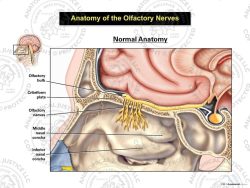 Anatomy of the Olfactory Nerves