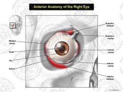 Anterior Anatomy of the Right Eye