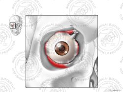 Anterior Anatomy of the Right Eye – No Text