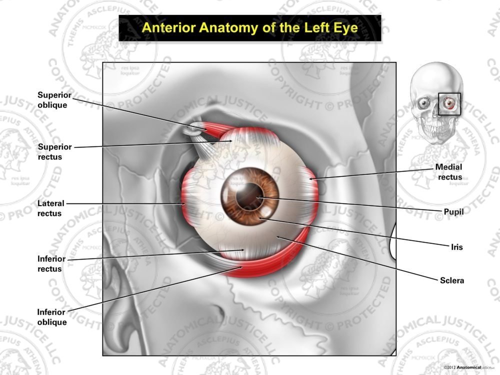 Anterior Anatomy of the Left Eye