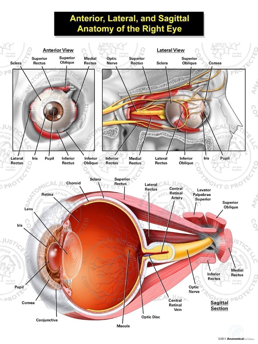 Anterior, Lateral, and Sagittal Anatomy of the Right Eye