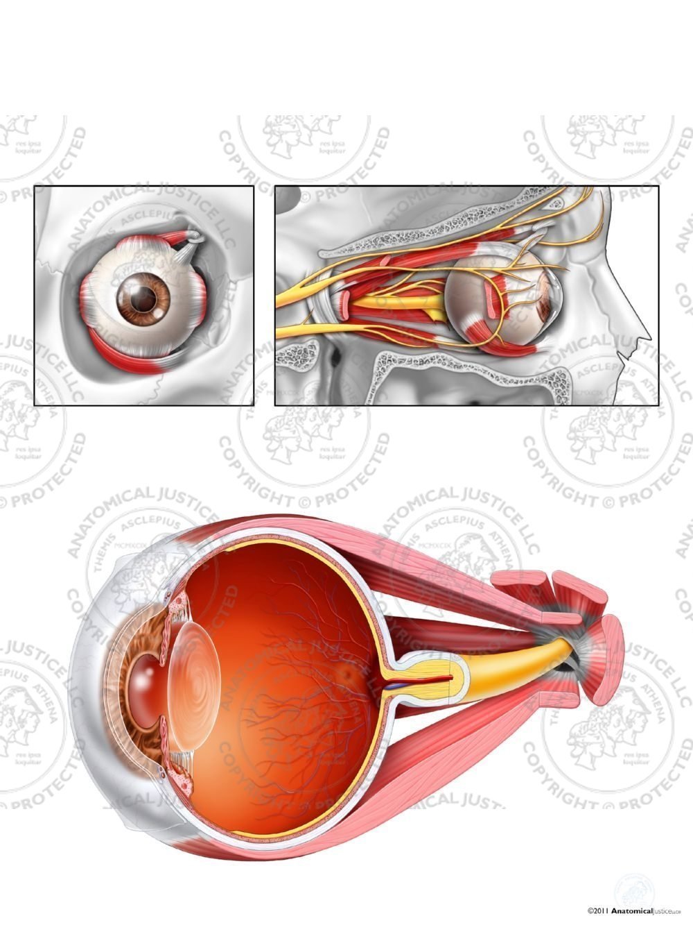 Anterior, Lateral, and Sagittal Anatomy of the Right Eye – No Text
