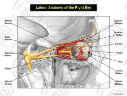 Lateral Anatomy of the Right Eye