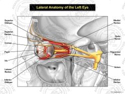 Lateral Anatomy of the Left Eye