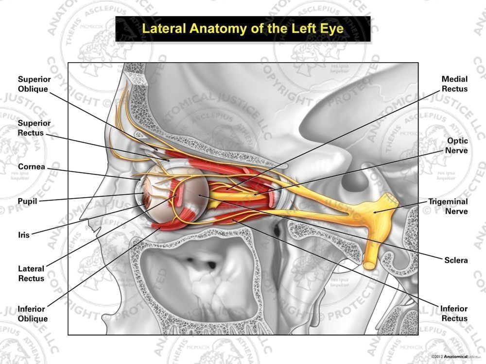Lateral Anatomy of the Left Eye