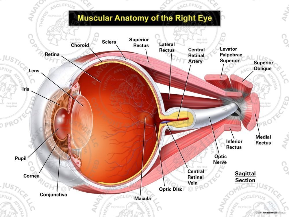 Muscular Anatomy of the Right Eye