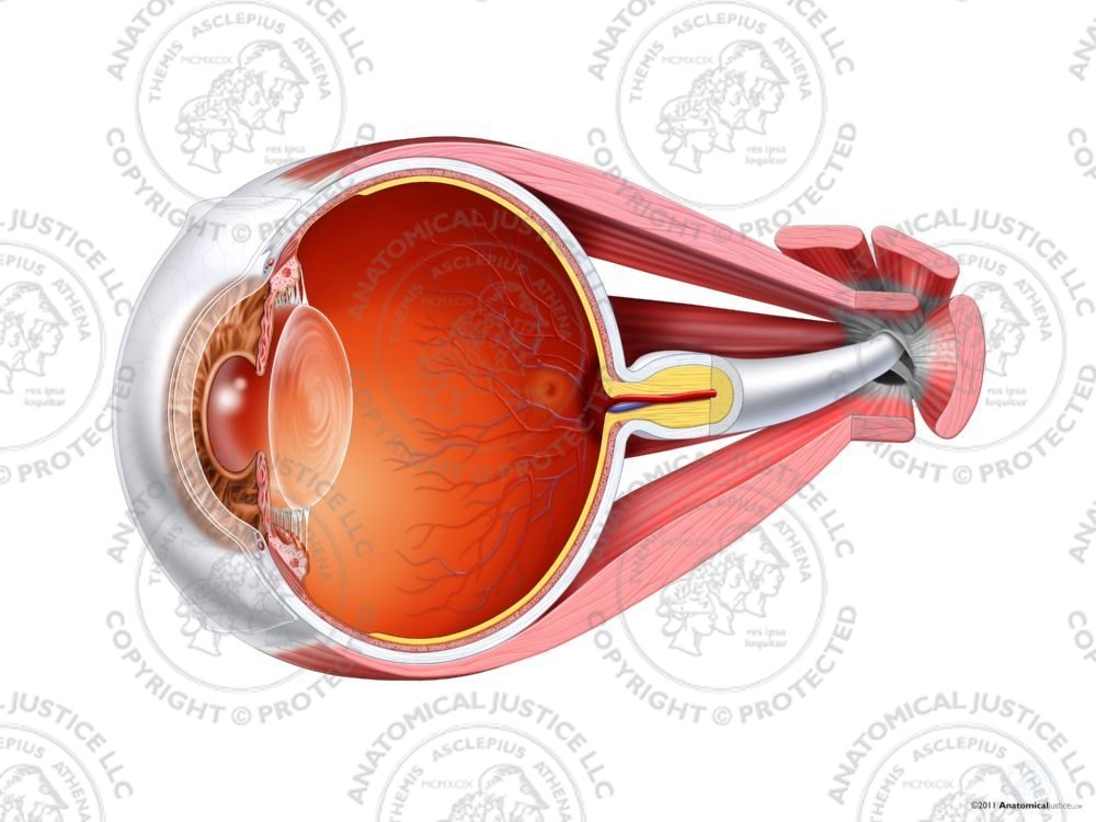 Muscular Anatomy of the Right Eye – No Text