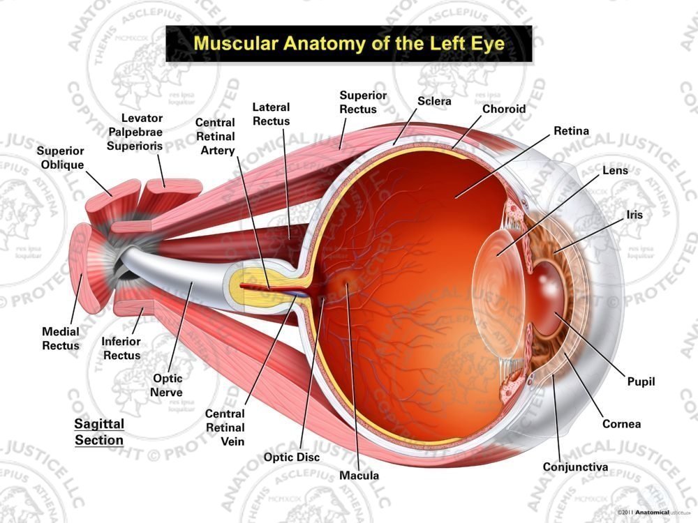 Muscular Anatomy of the Left Eye