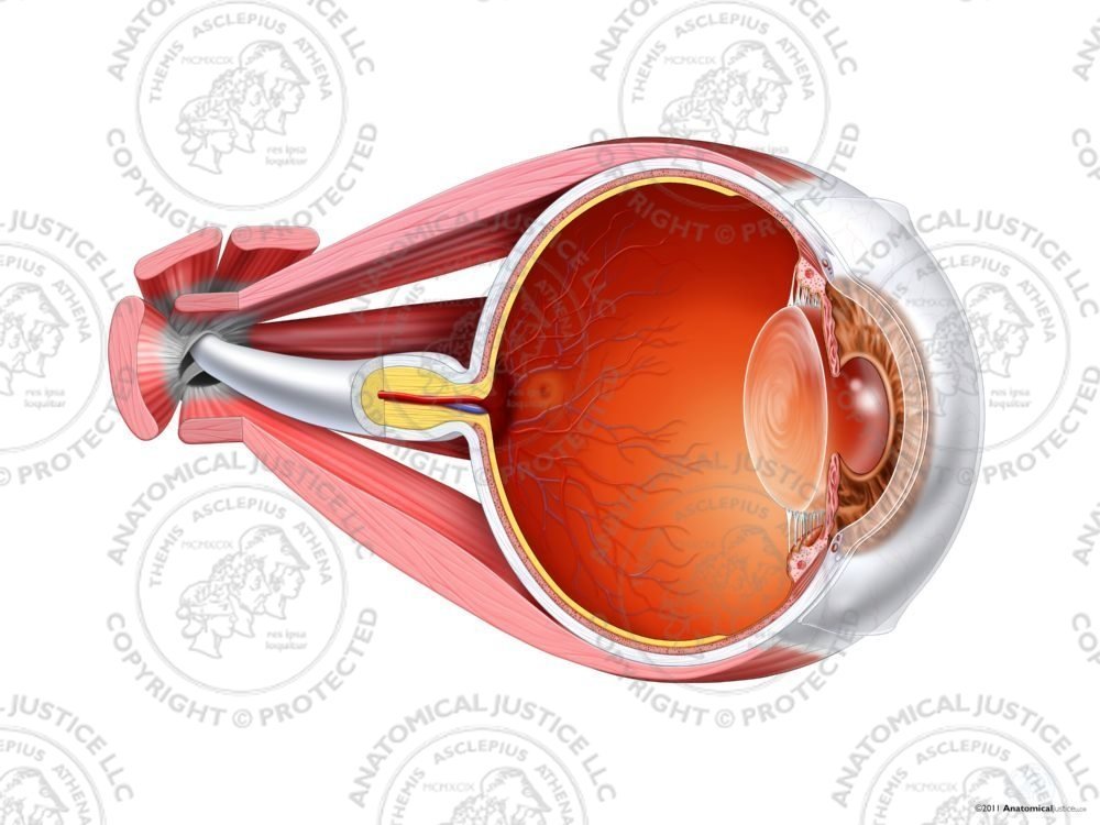 Muscular Anatomy of the Left Eye – No Text