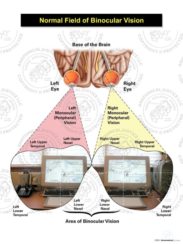 Normal Field of Binocular Vision