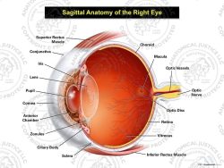 Sagittal Anatomy of the Right Eye