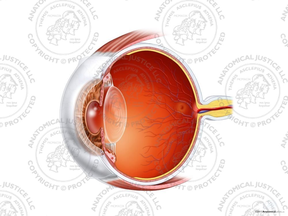 Sagittal Anatomy of the Right Eye – No Text