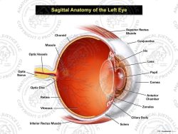 Sagittal Anatomy of the Left Eye