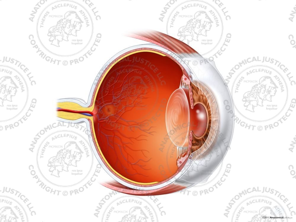 Sagittal Anatomy of the Left Eye – No Text