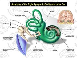 Anatomy of the Right Tympanic Cavity and Inner Ear