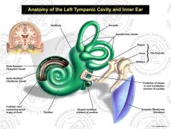 Anatomy of the Left Tympanic Cavity and Inner Ear