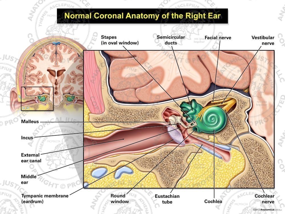 Normal Coronal Anatomy of the Right Ear