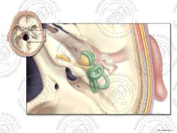 Superior View of the Right Middle and Inner Ear – No Text