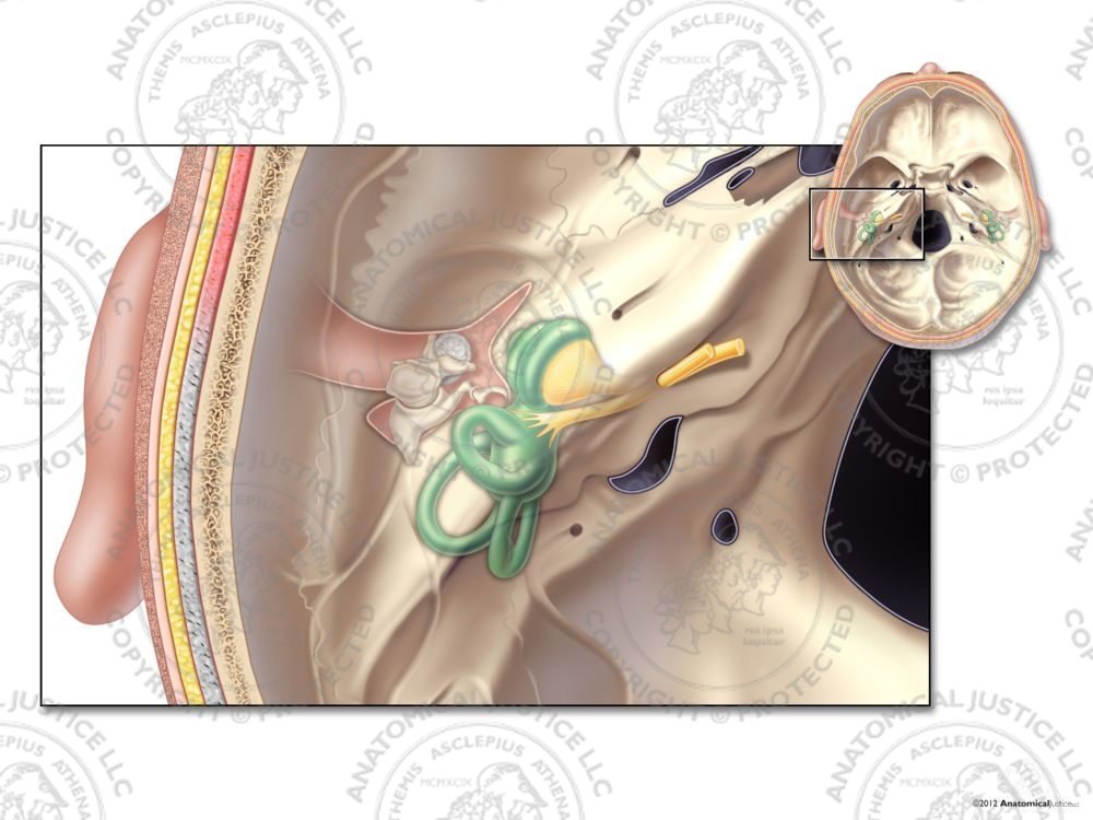 Superior View of the Left Middle and Inner Ear – No Text