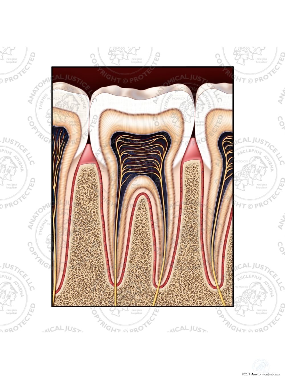 Anatomy of a Tooth – No Text