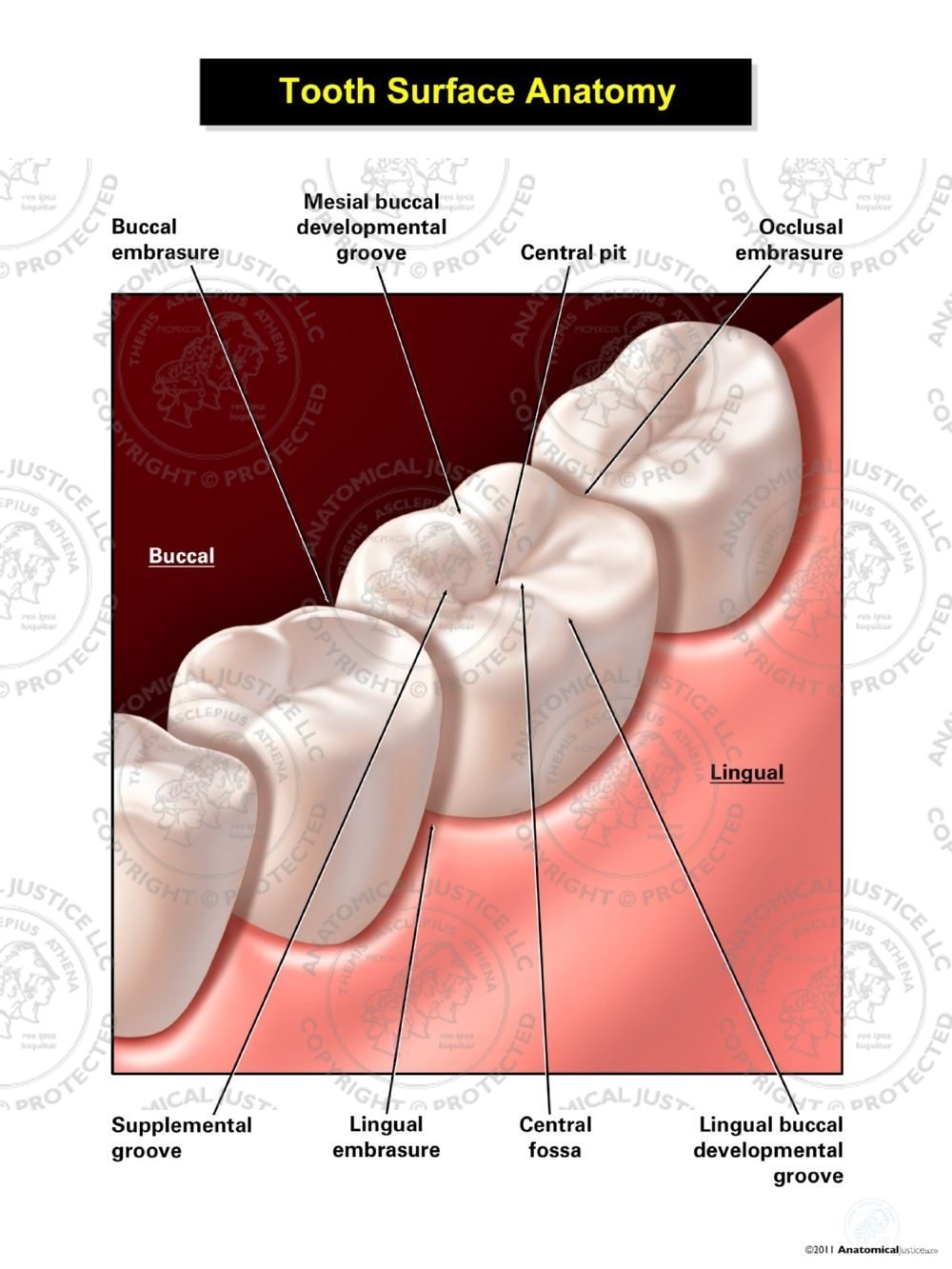 Tooth Surface Anatomy