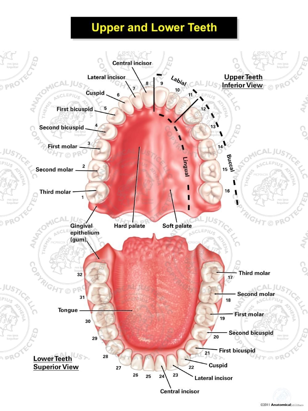 Upper and Lower Teeth