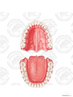 Upper and Lower Teeth – No Text