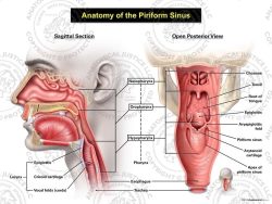 Male Anatomy of the Piriform Sinus