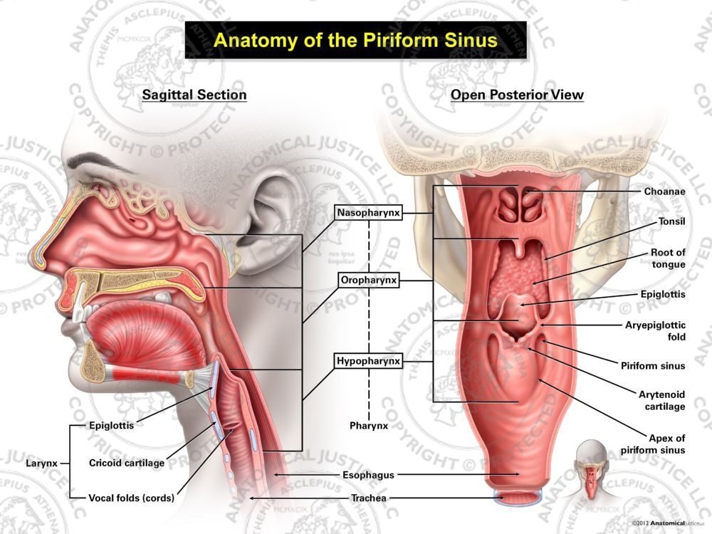 Female Anatomy of the Piriform Sinus
