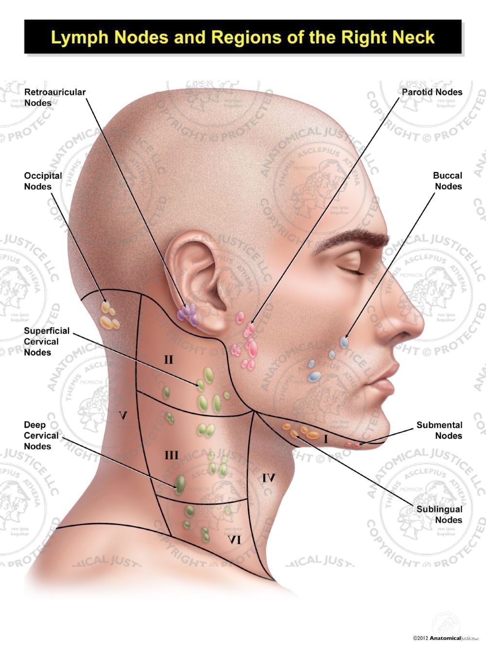 Male Right Lymph Nodes and Regions of the Neck
