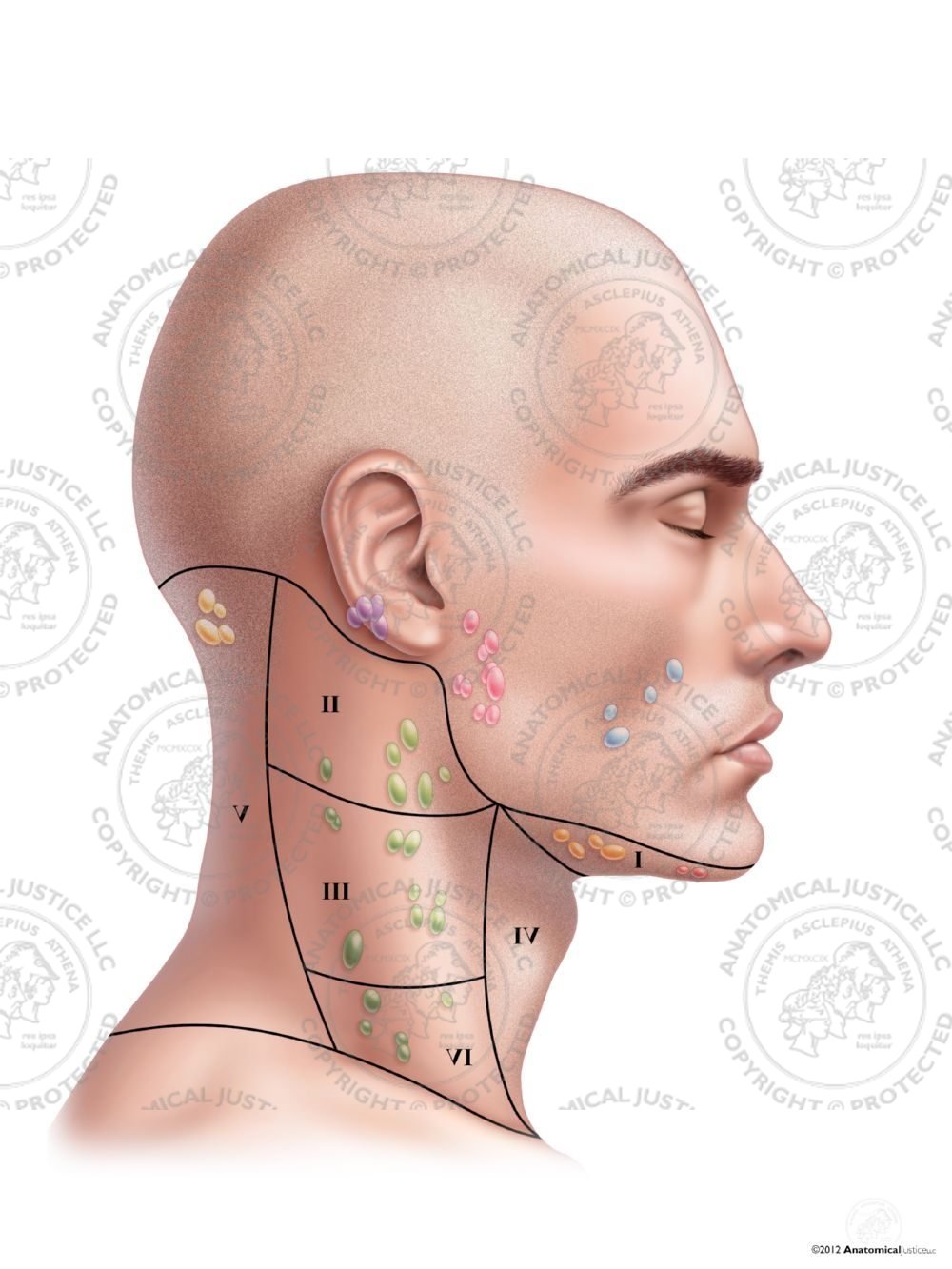 Male Right Lymph Nodes and Regions of the Neck – No Text