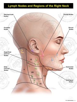Female Right Lymph Nodes and Regions of the Neck