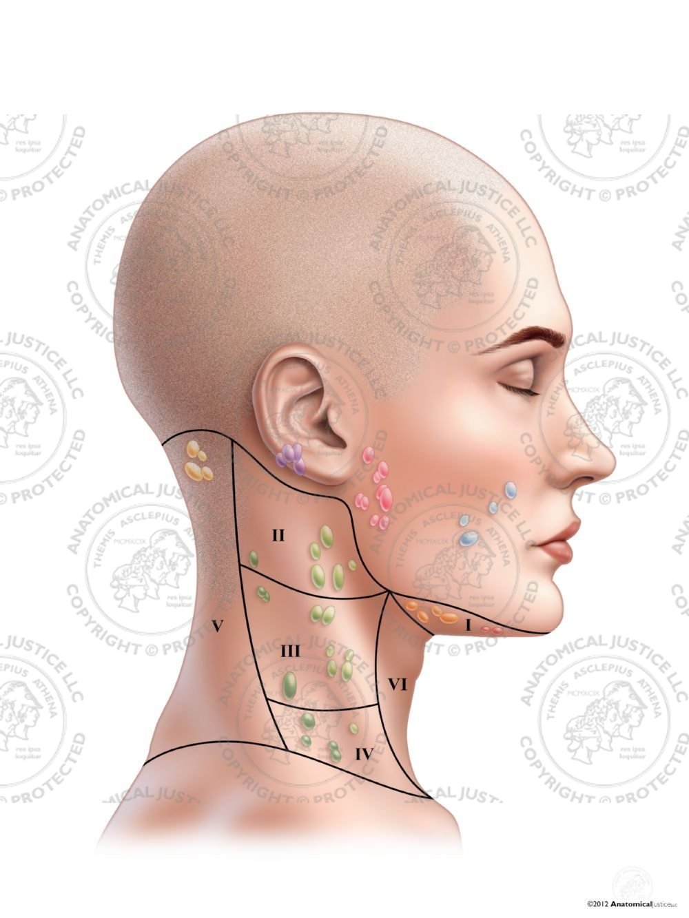 Female Right Lymph Nodes and Regions of the Neck – No Text