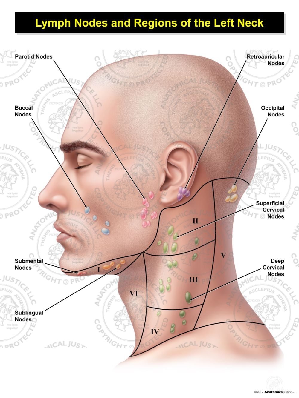Male Left Lymph Nodes and Regions of the Neck
