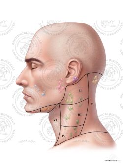 Male Left Lymph Nodes and Regions of the Neck – No Text