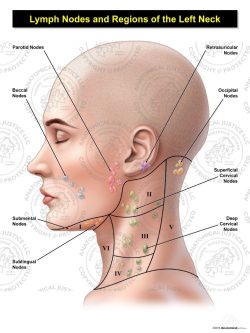 Female Left Lymph Nodes and Regions of the Neck