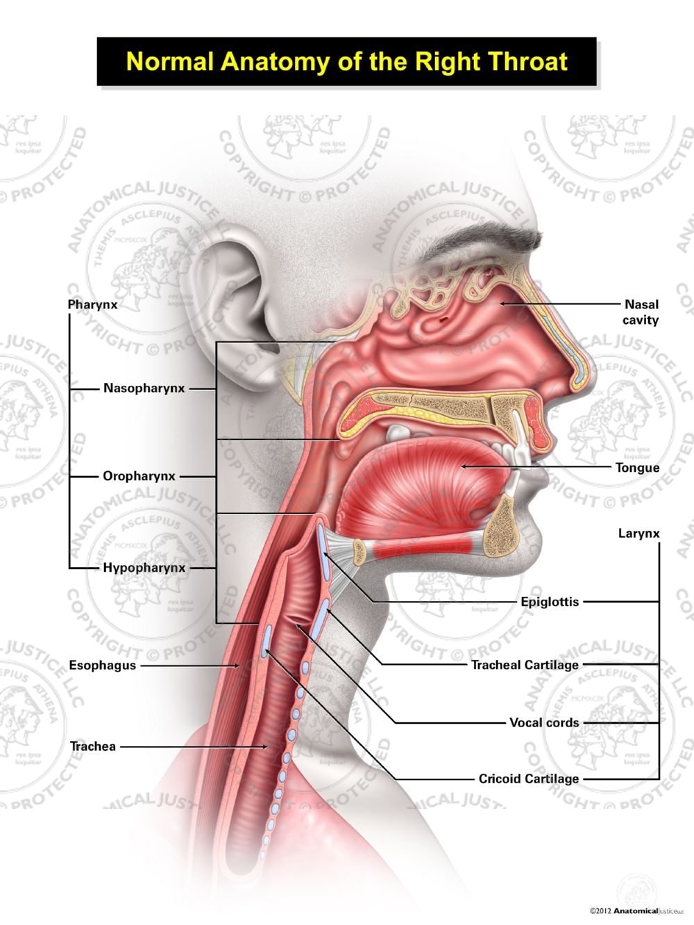 Normal Male Anatomy of the Right Throat