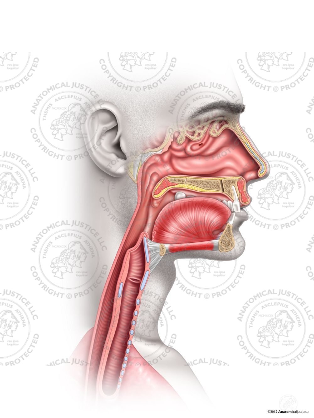 Normal Male Anatomy of the Right Throat – No Text