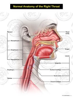 Normal Female Anatomy of the Right Throat