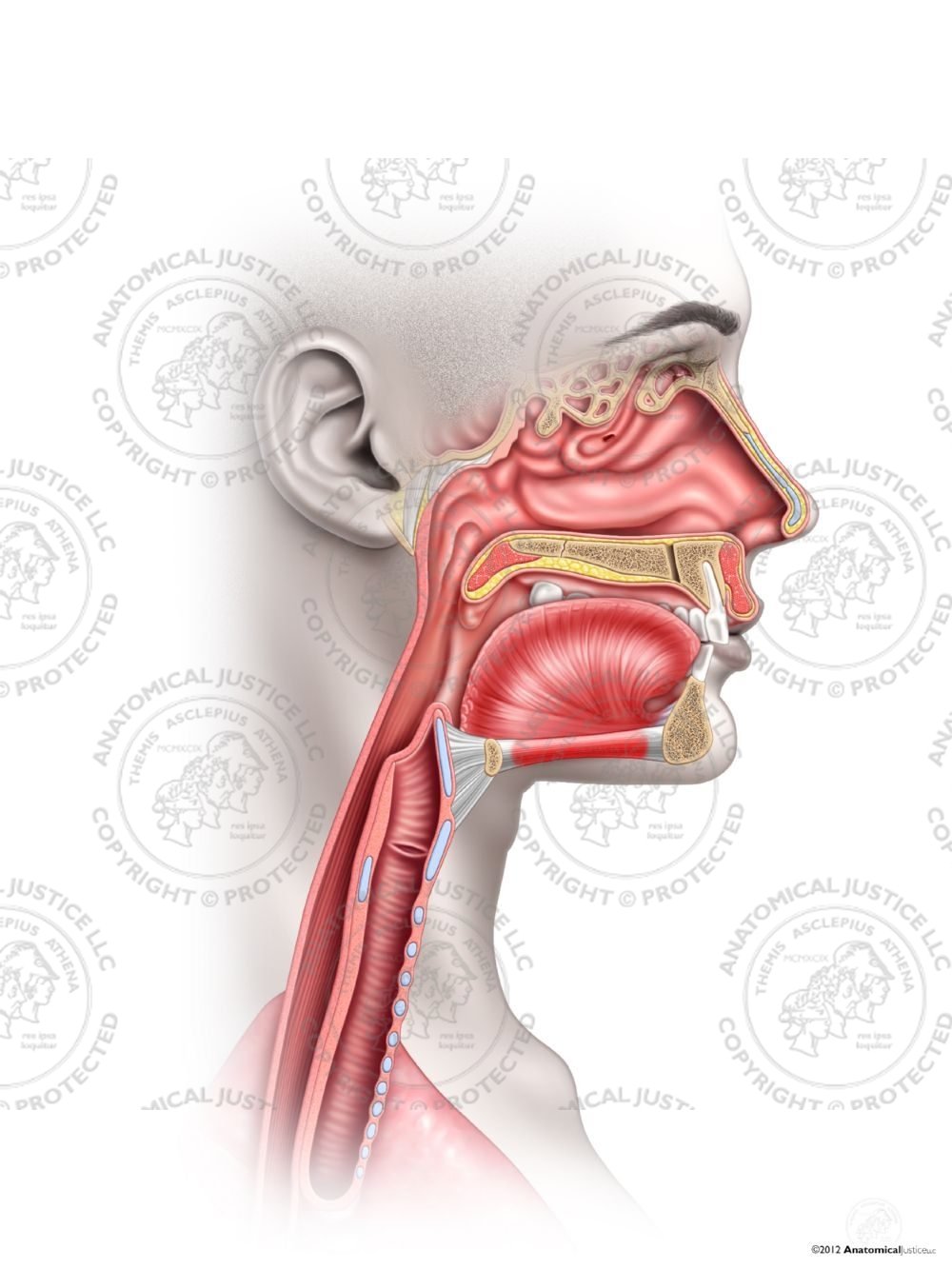 Normal Female Anatomy of the Right Throat – No Text