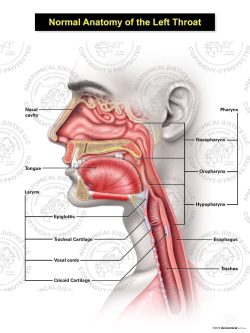 Normal Male Anatomy of the Left Throat