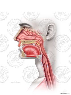 Normal Male Anatomy of the Left Throat – No Text