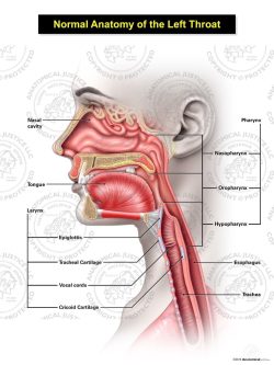 Normal Female Anatomy of the Left Throat
