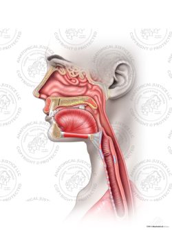 Normal Female Anatomy of the Left Throat – No Text