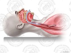 Proper Female Tracheal Intubation – No Text