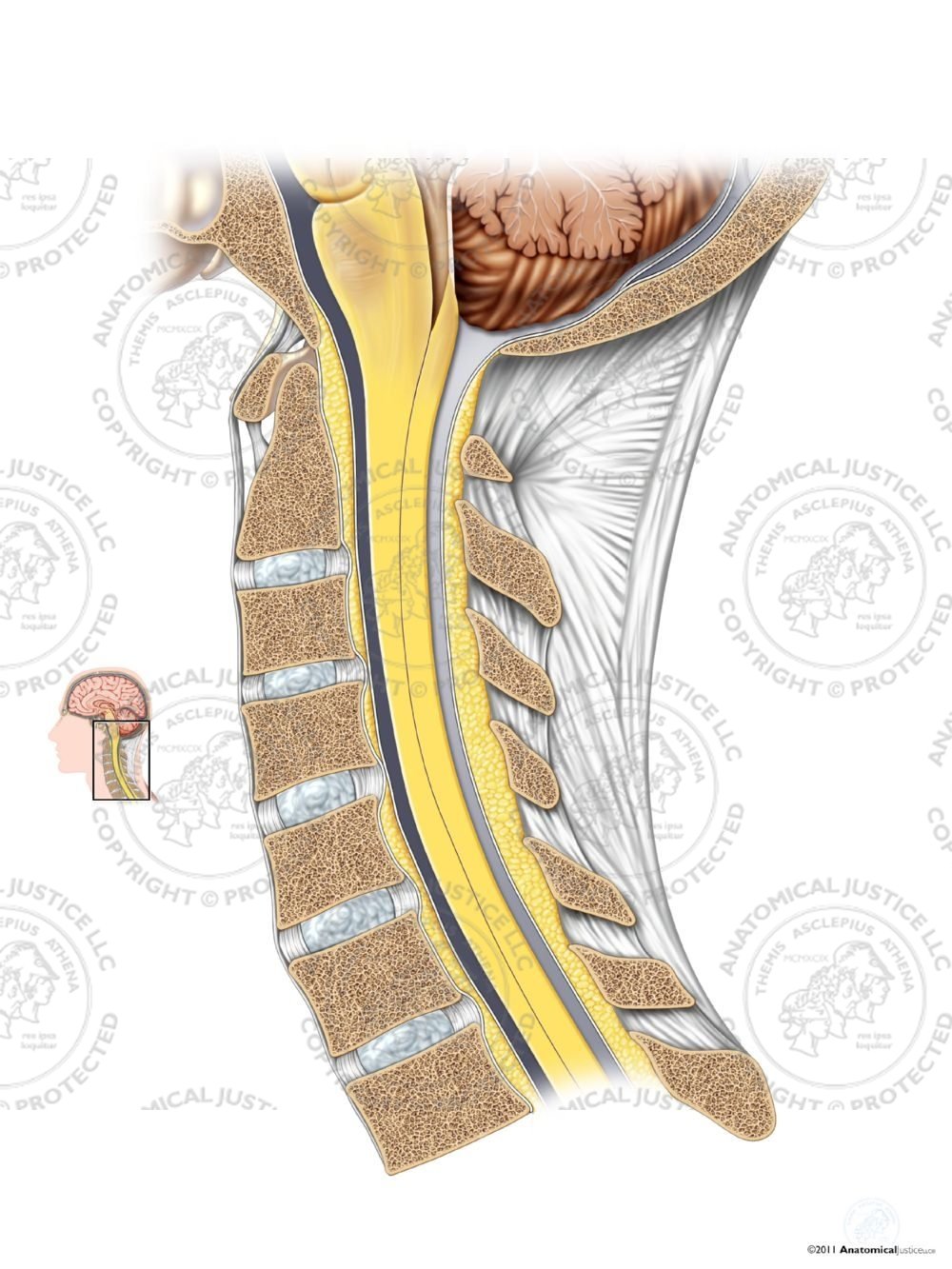 Normal Sagittal Cervical Spine – No Text