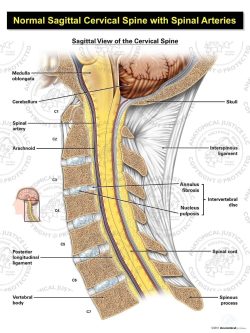 Normal Sagittal Cervical Spine with Arteries