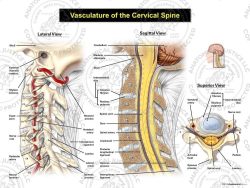 Vasculature of the Cervical Spine