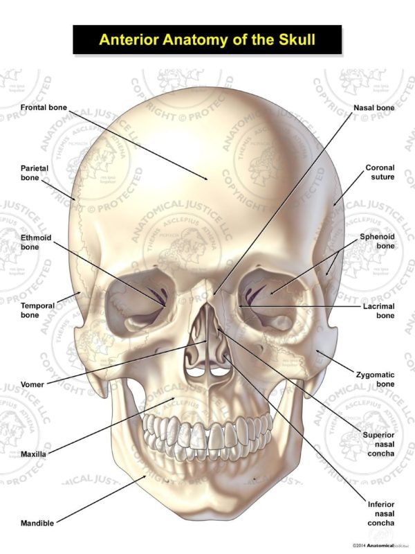 anterior anatomy of the adult skull