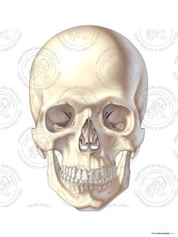 Anterior Anatomy of the Skull – No Text